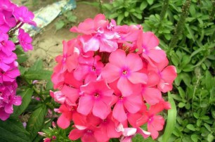 宿根花卉種植基地之宿根花卉如何防寒越冬？